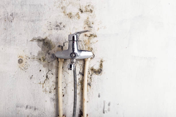 Best Fast Mold Removal  in Layhill, MD