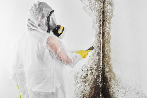 Best Mold Damage Repair  in Layhill, MD