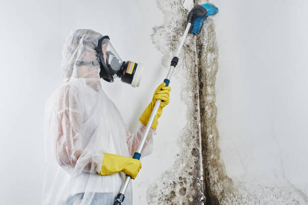 Best Toxic Mold Removal  in Layhill, MD
