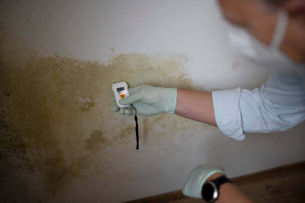Best Professional Mold Removal  in Layhill, MD
