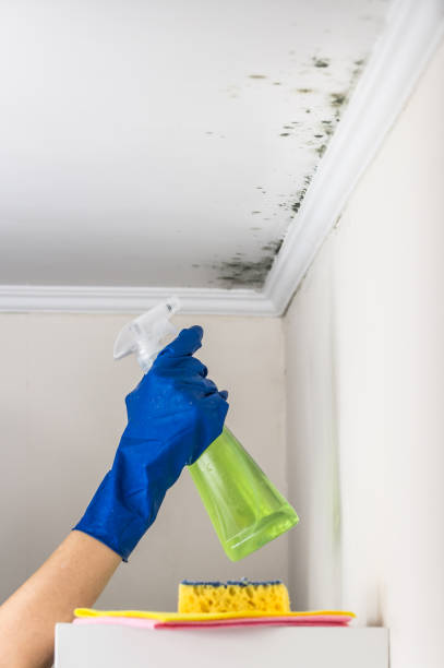 Mold Removal and Inspection in Layhill, MD