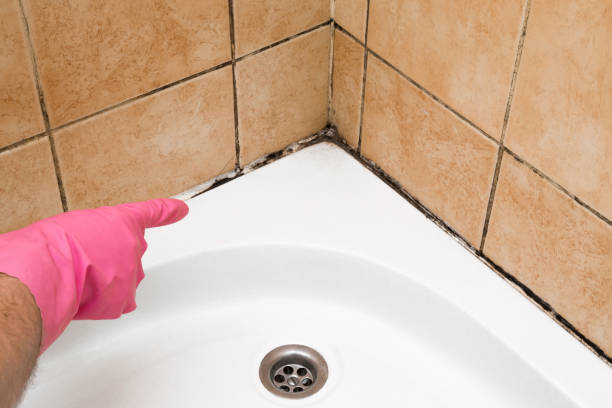 Best Certified Mold Removal  in Layhill, MD